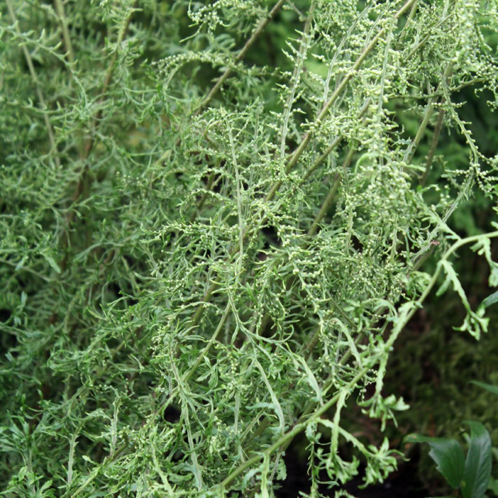 Dryopteris filix-mas Linearis Polydactyla - Male Fern