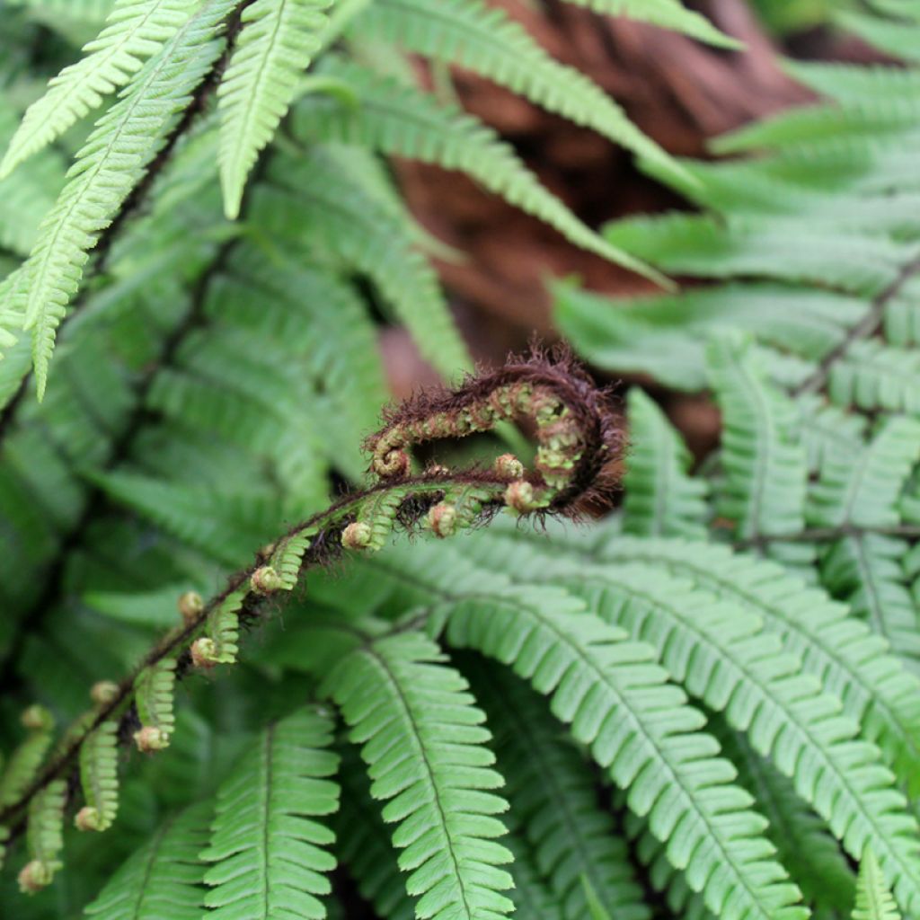 Dryopteris wallichiana - Wood Fern