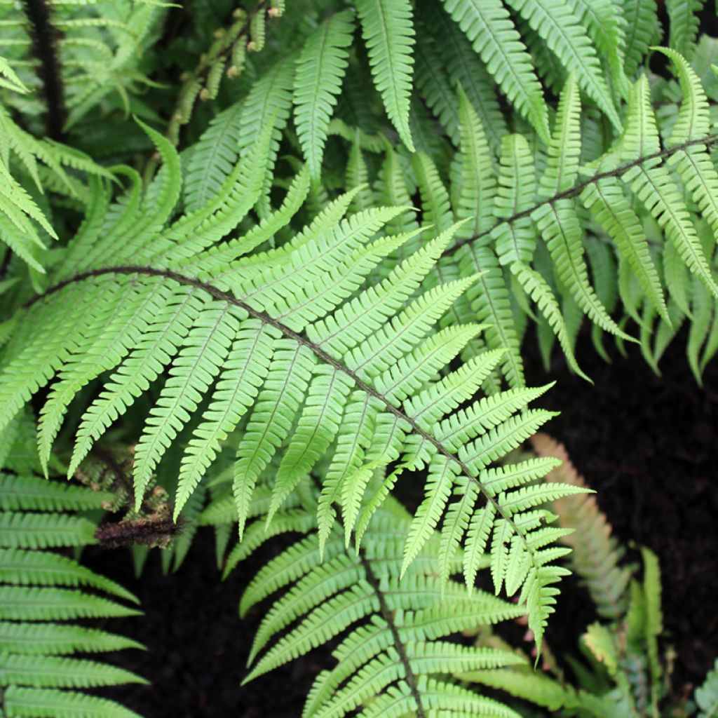 Dryopteris wallichiana - Wood Fern