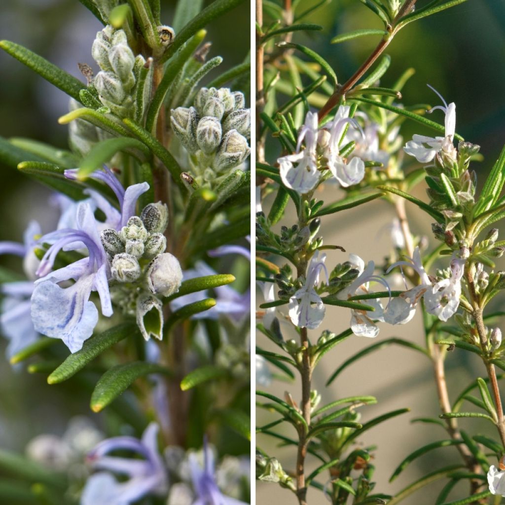 Blue and White Rosemary Duo