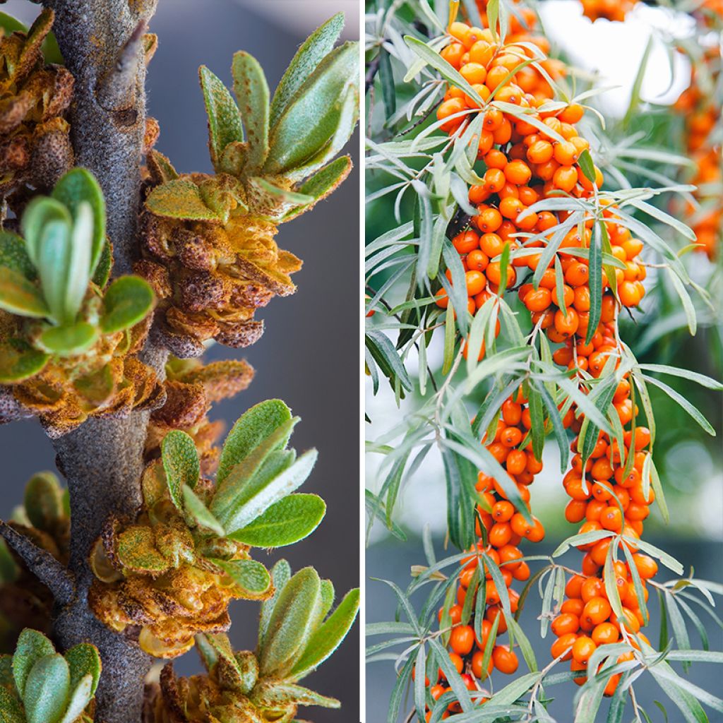 Male and female Duo of Sea Buckthorn - Hippophae rhamnoides Leikora and ...