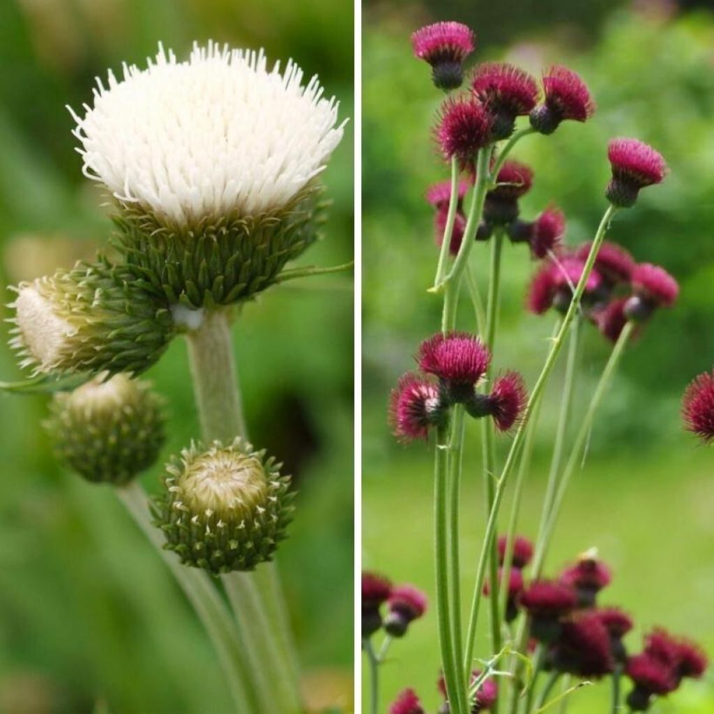 Cirsium rivulare Duo