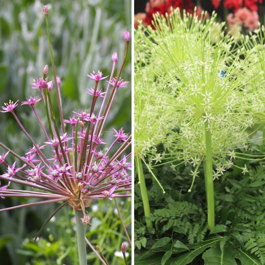 Firework Alliums Duo