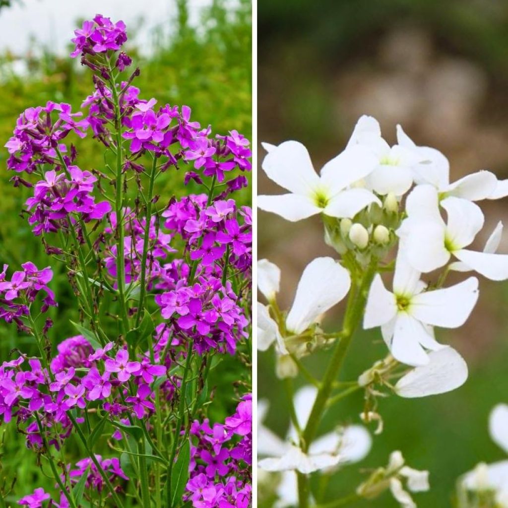 Duo of pink and white Dame's Rocket 