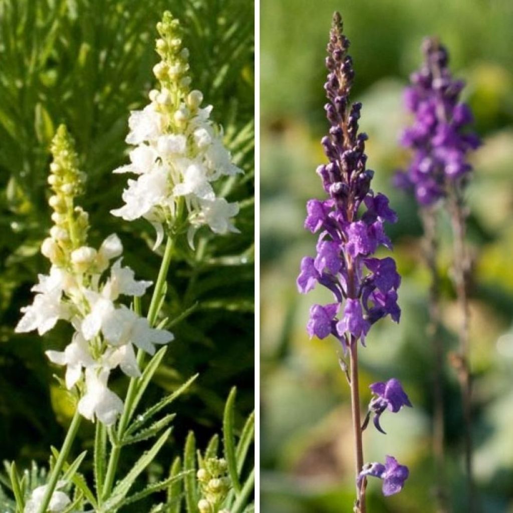 Linaria purpurea  and L. purpurea 'Alba'