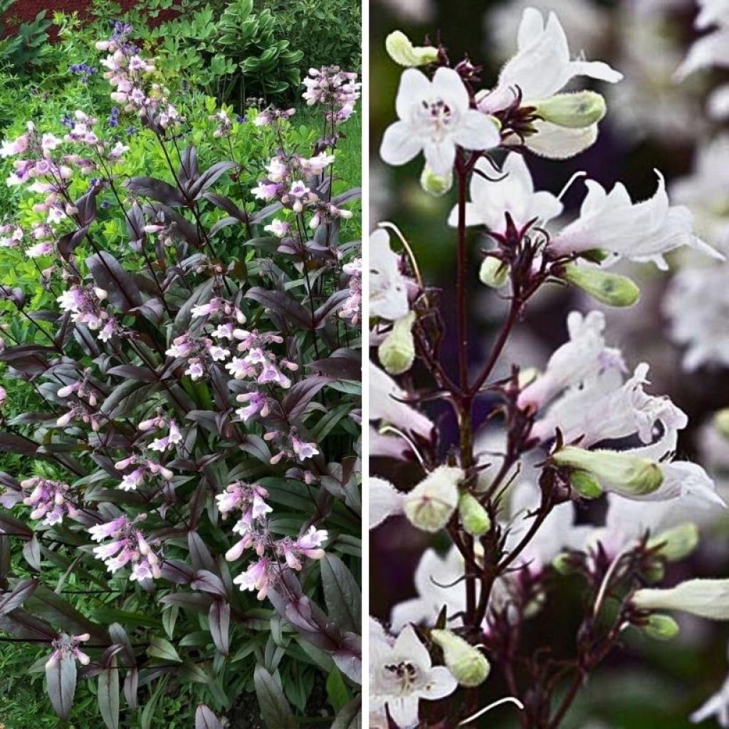 Duo of penstemons with purple foliage