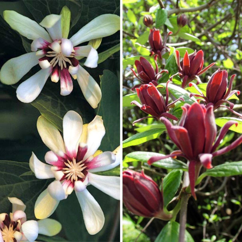 Duo Calycanthus - Anemone trees