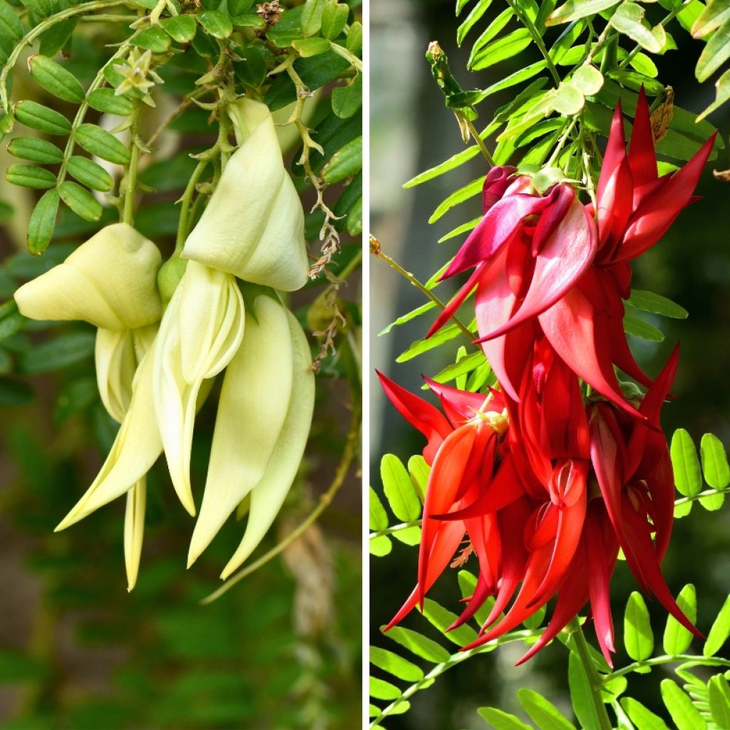 A pair of exotic Clianthus