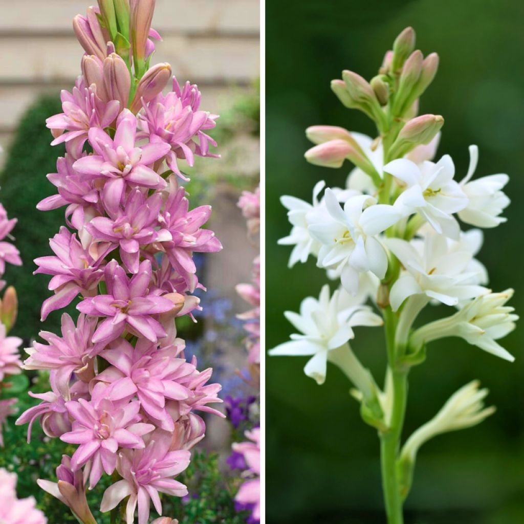 Two Polianthes tuberosa - The Pearl, Pink Sapphire