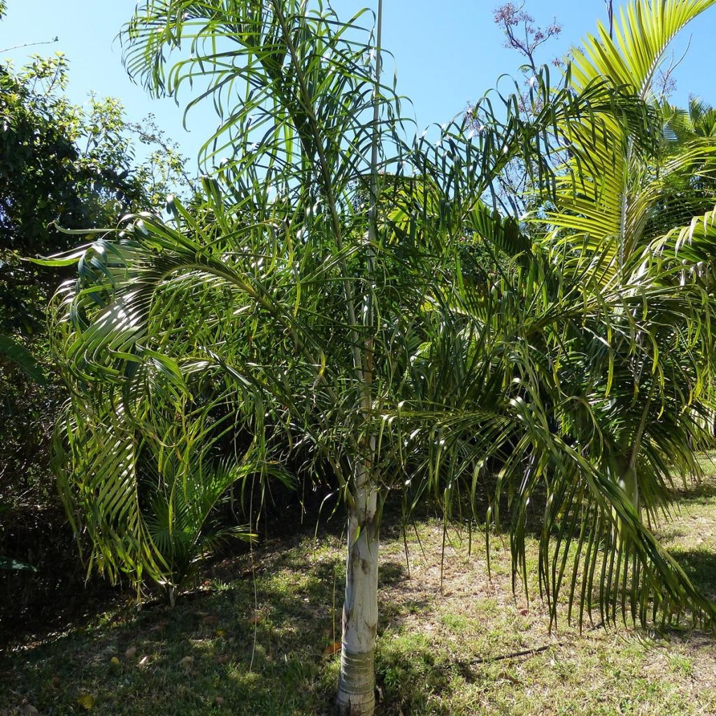 Dypsis plumosa - Palmier plumeux