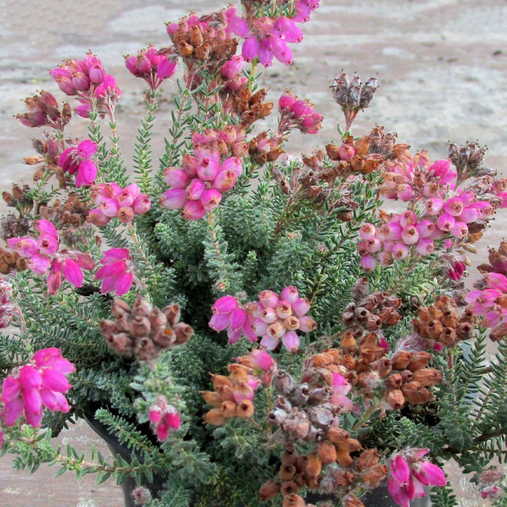 Erica tetralix Con Underwood - Cross-leaved heath