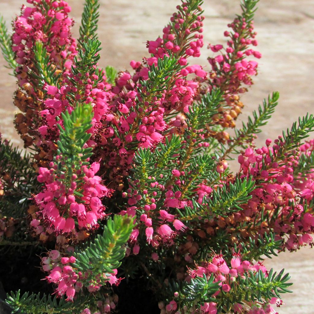 Erica vagans Birch Glow