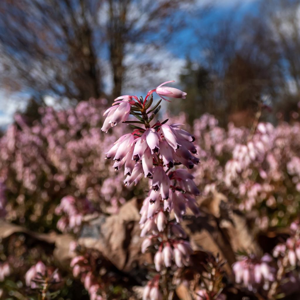 Erica carnea Pink Spangles