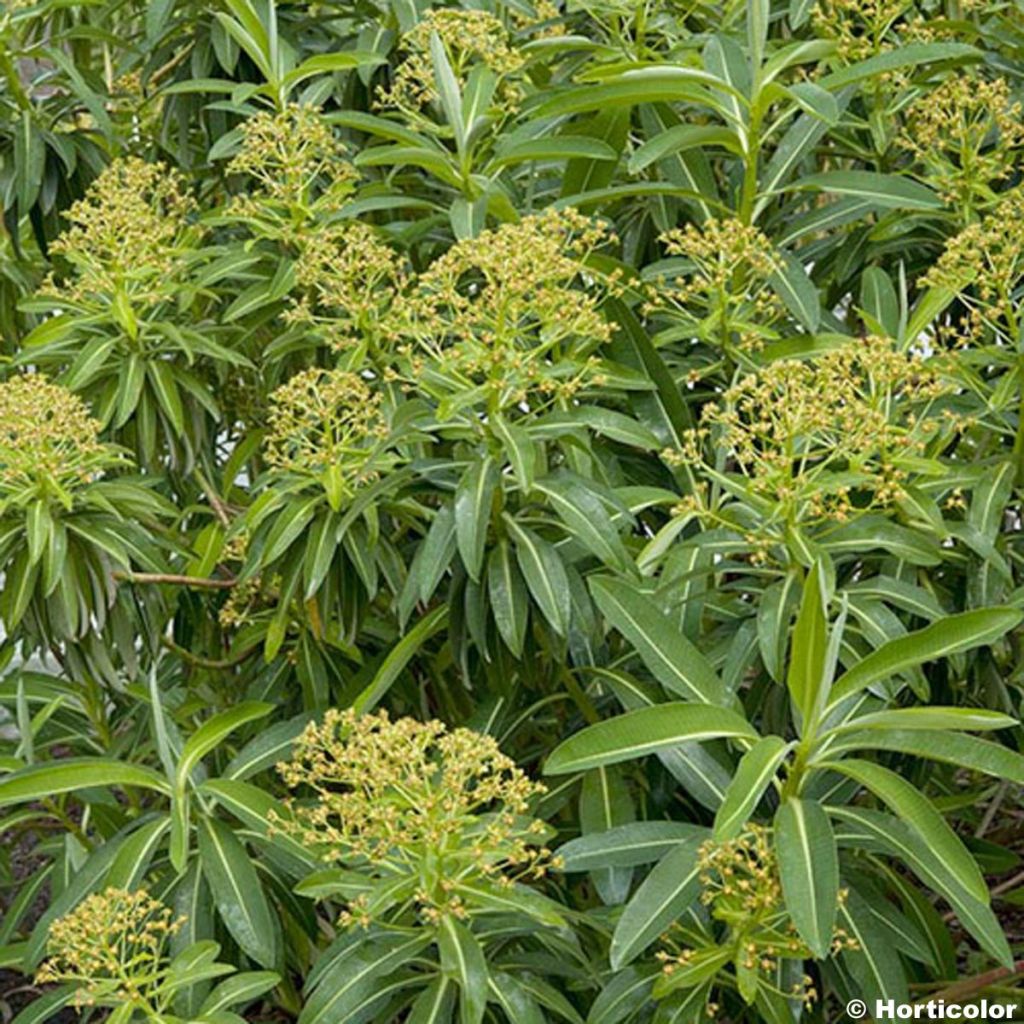 Euphorbia stygiana - Spurge