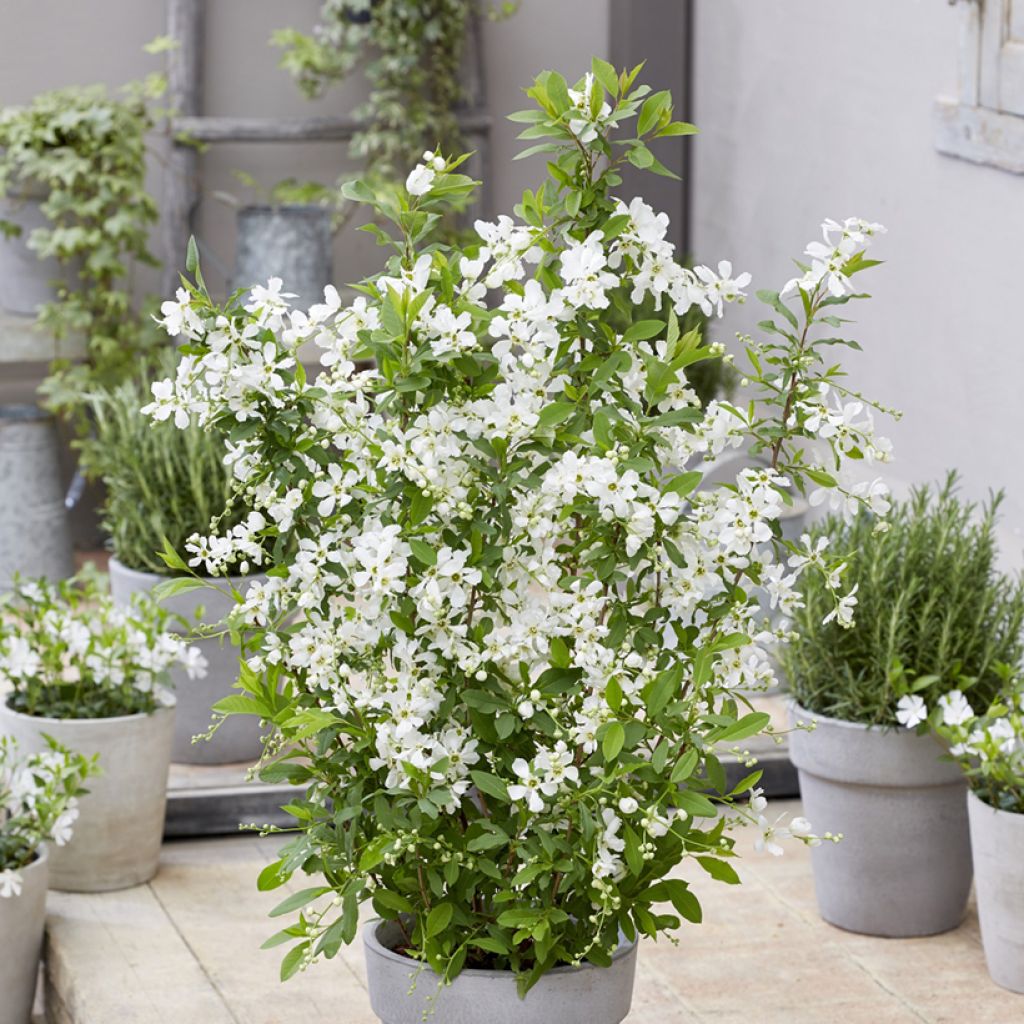 Exochorda racemosa Blushing Pearl