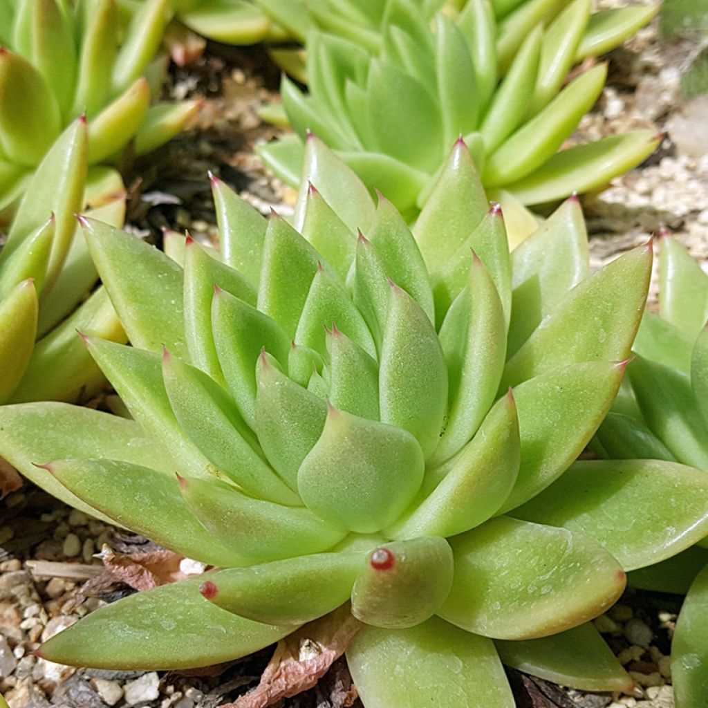 Echeveria agavoides