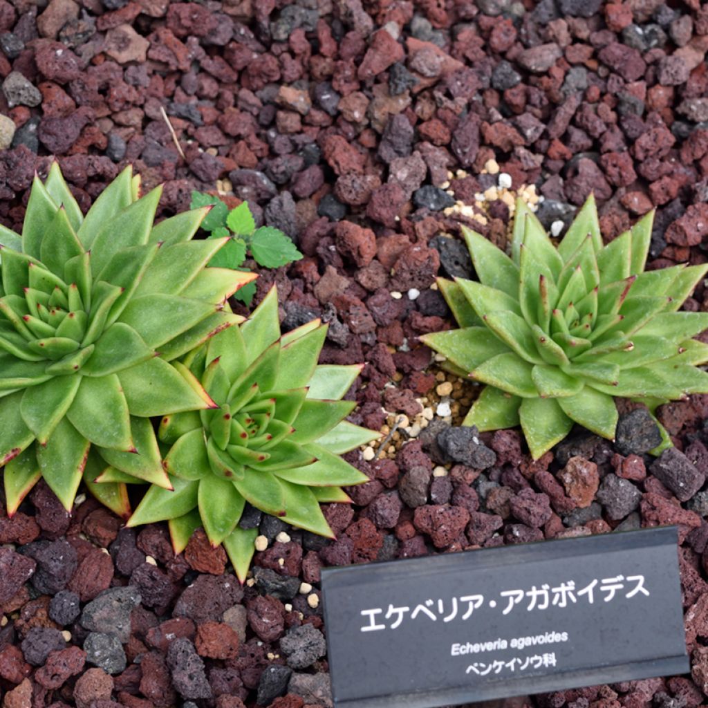 Echeveria agavoides