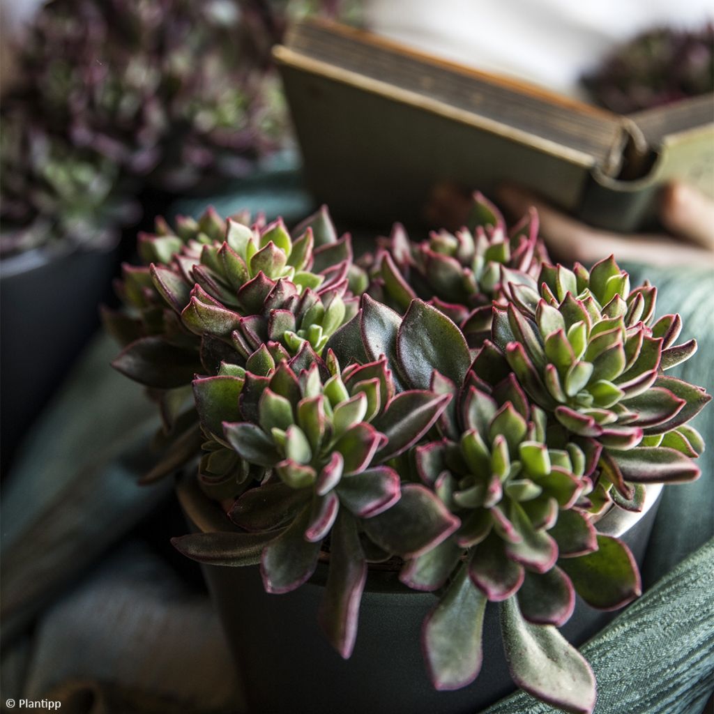 Echeveria 'Devotion' - Young plant with rosettes of green leaves edged ...