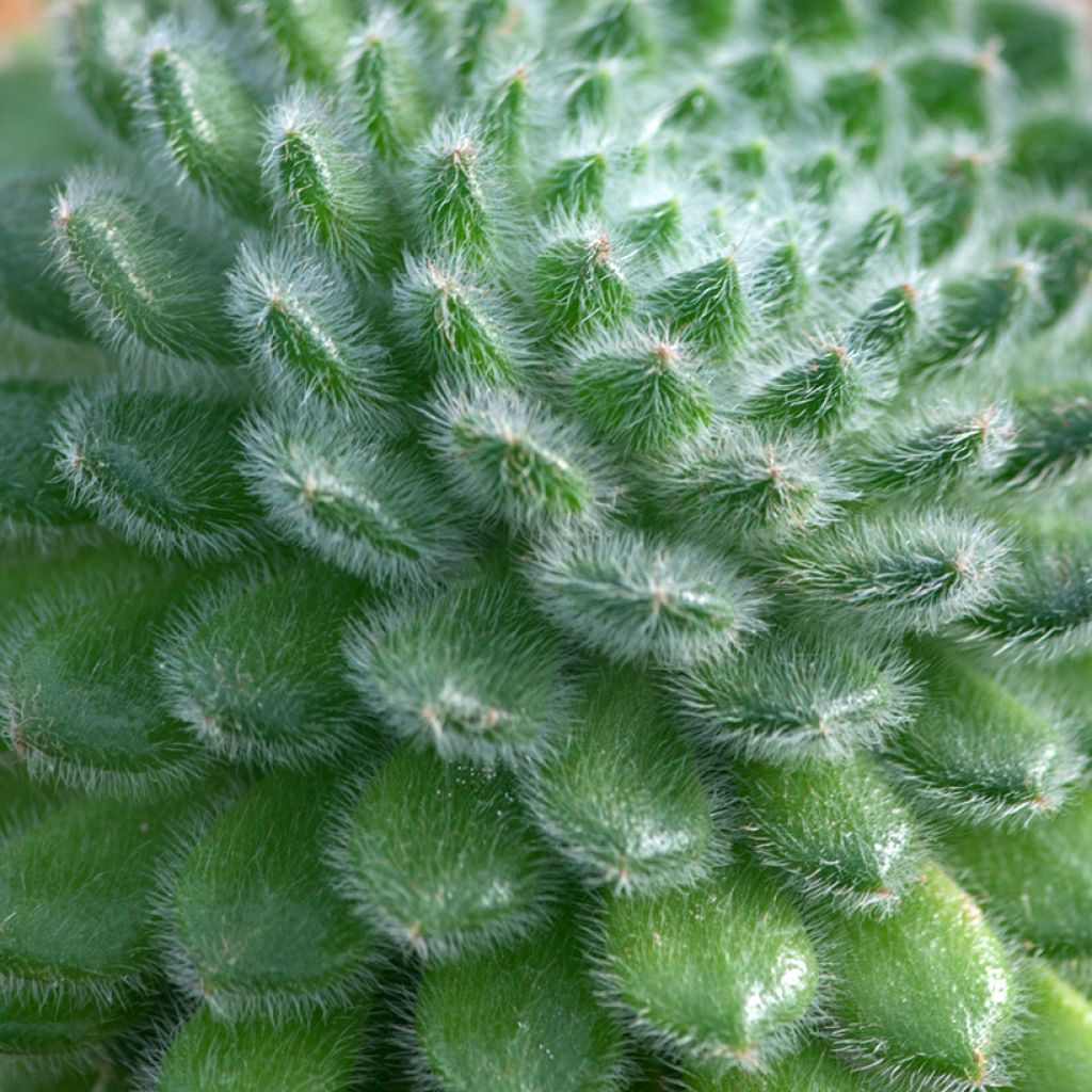 Echeveria setosa