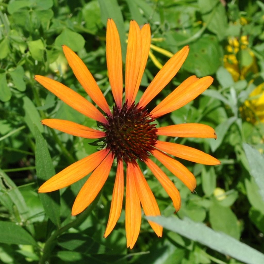 Echinacea Arts Pride - Purple Coneflower