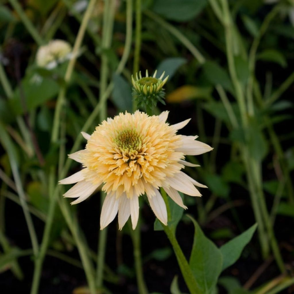 Echinacea Coupe Soleil - Rudbeckia pourpre