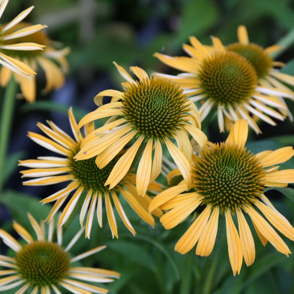 Echinacea purpurea Harvest Moon - Purple Coneflower