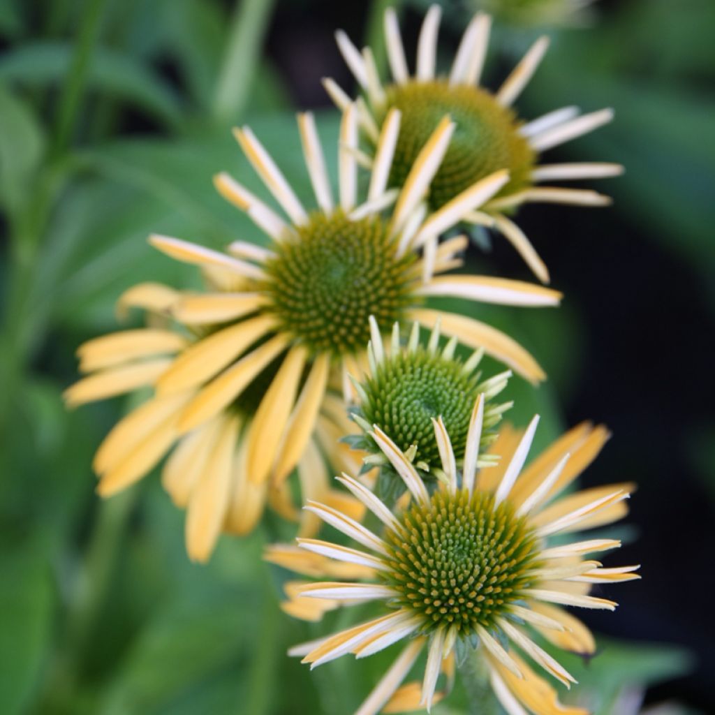 Echinacea purpurea Harvest Moon - Purple Coneflower