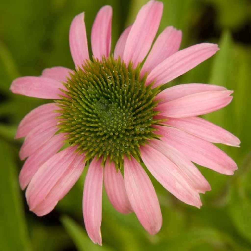 Echinacea purpurea Kims Knee High - Purple Coneflower