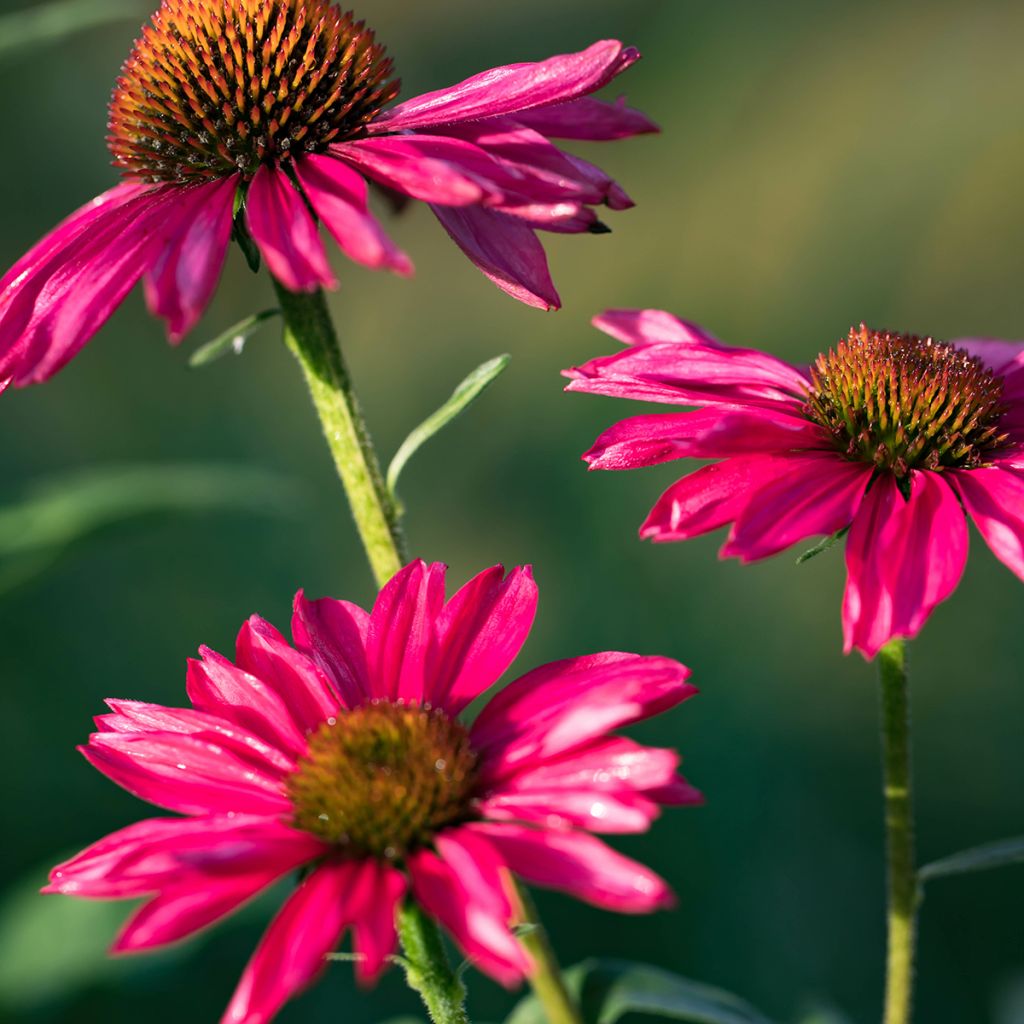 Echinacea purpurea Kismet Raspberry - Purple Coneflower