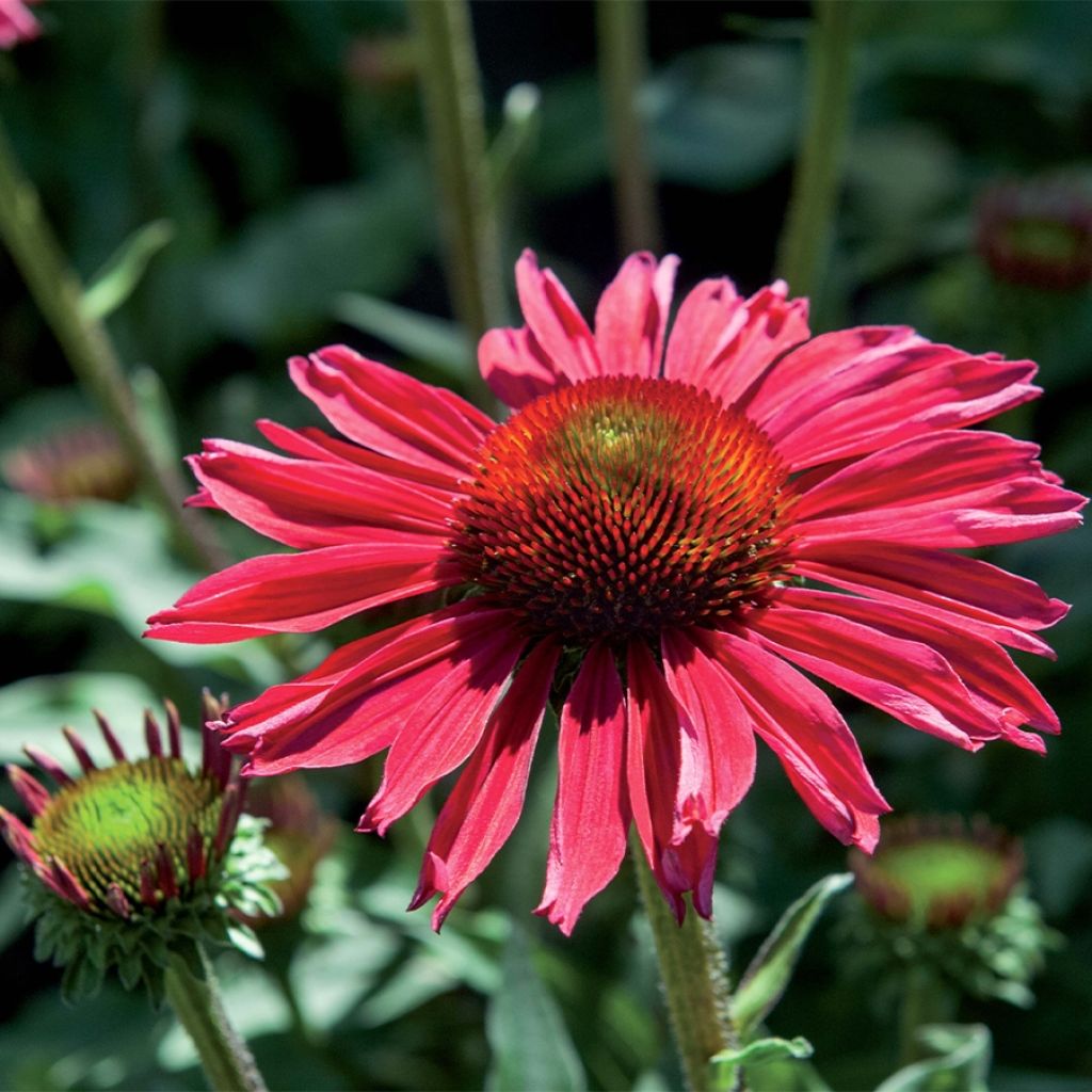 Echinacea purpurea Kismet Raspberry - Purple Coneflower