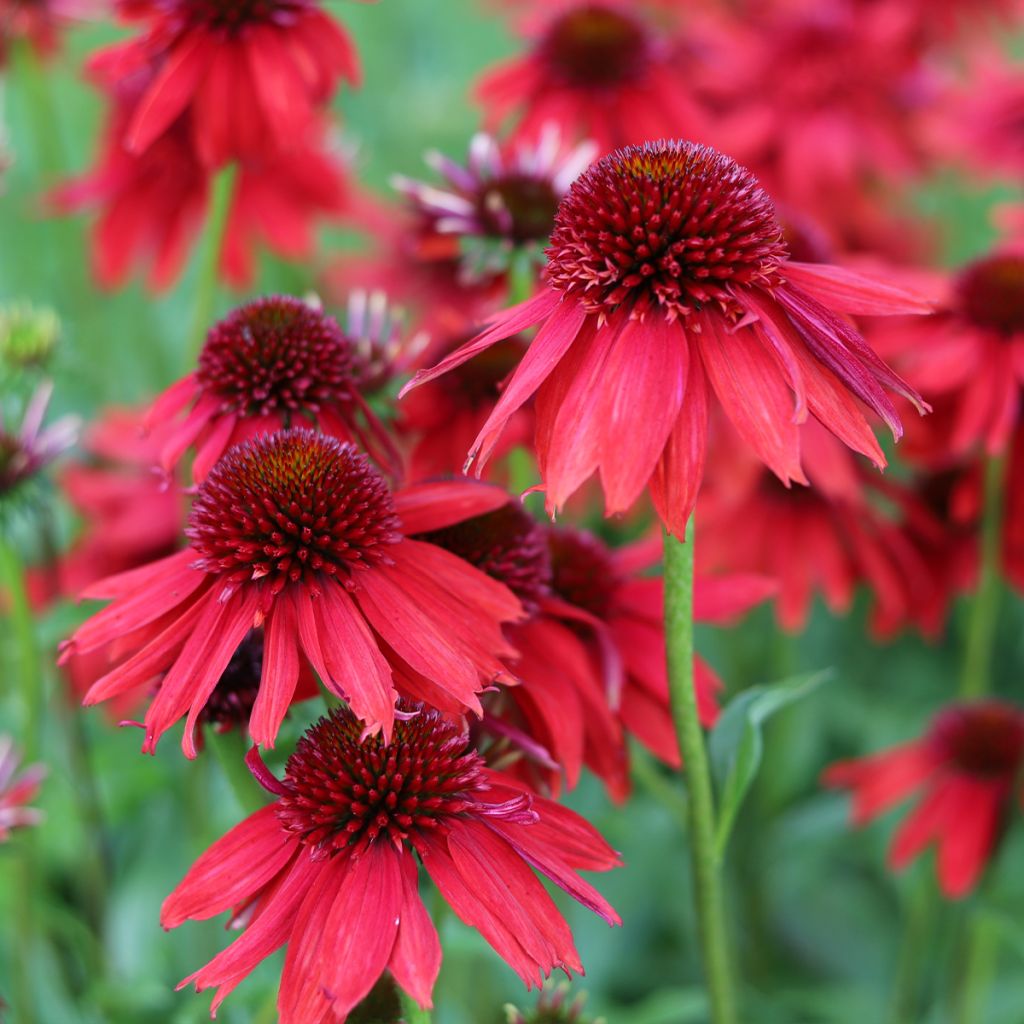 Echinacea purpurea Lakota Red - Purple Coneflower