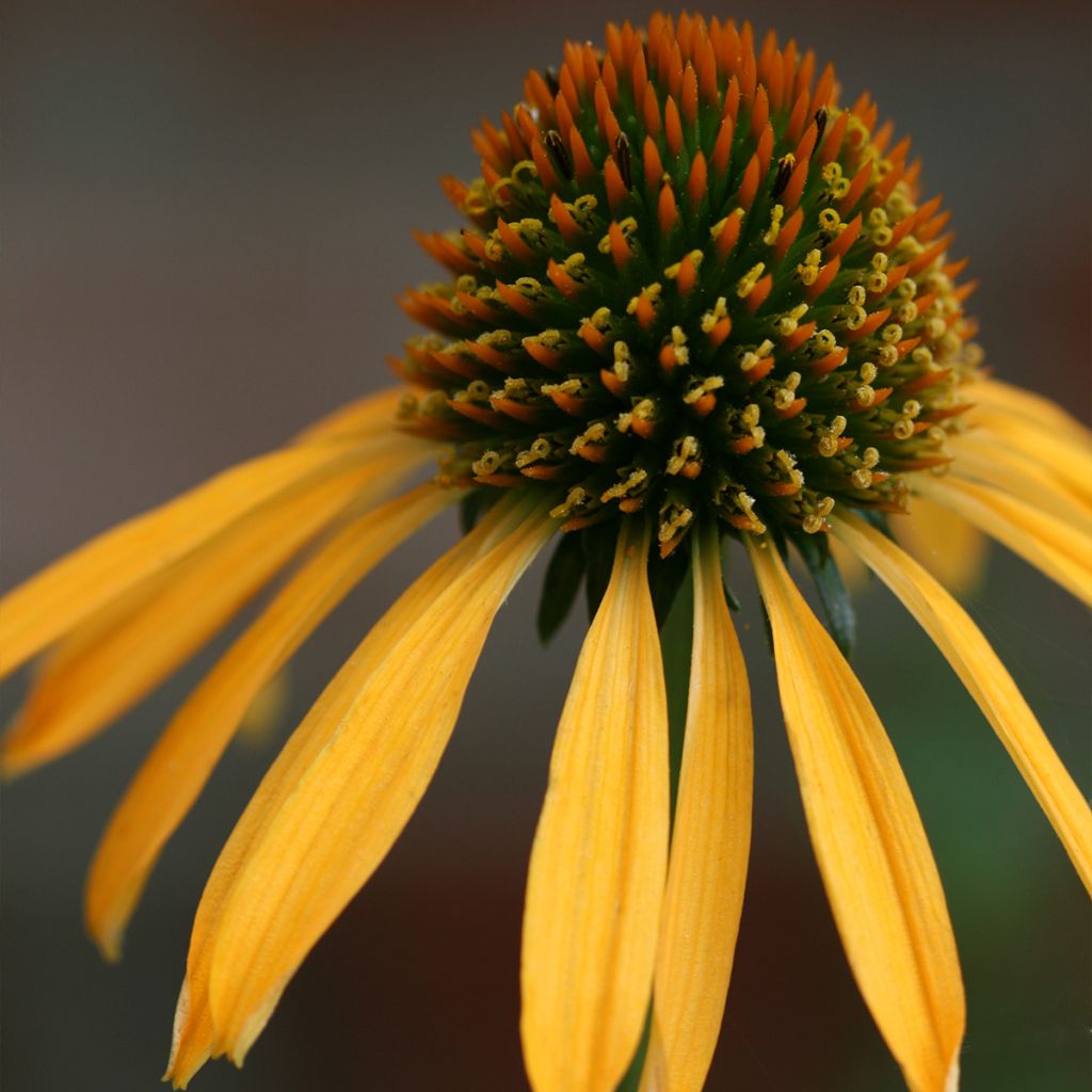 Echinacea Mango Medowbrite - Rudbeckia pourpre