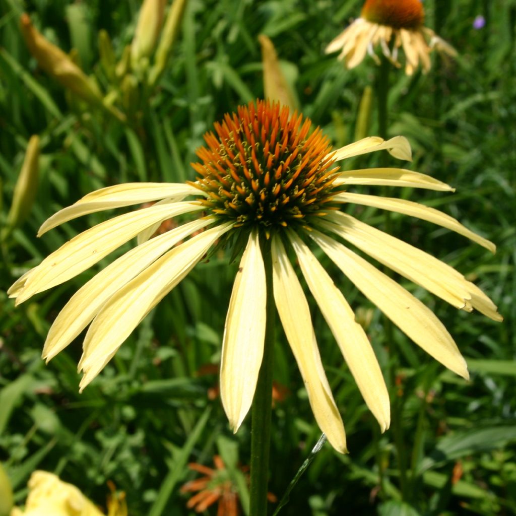 Echinacea Mango Medowbrite - Rudbeckia pourpre