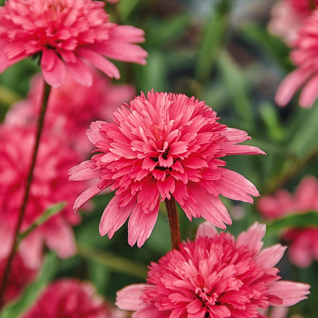 Echinacea Mini Belle