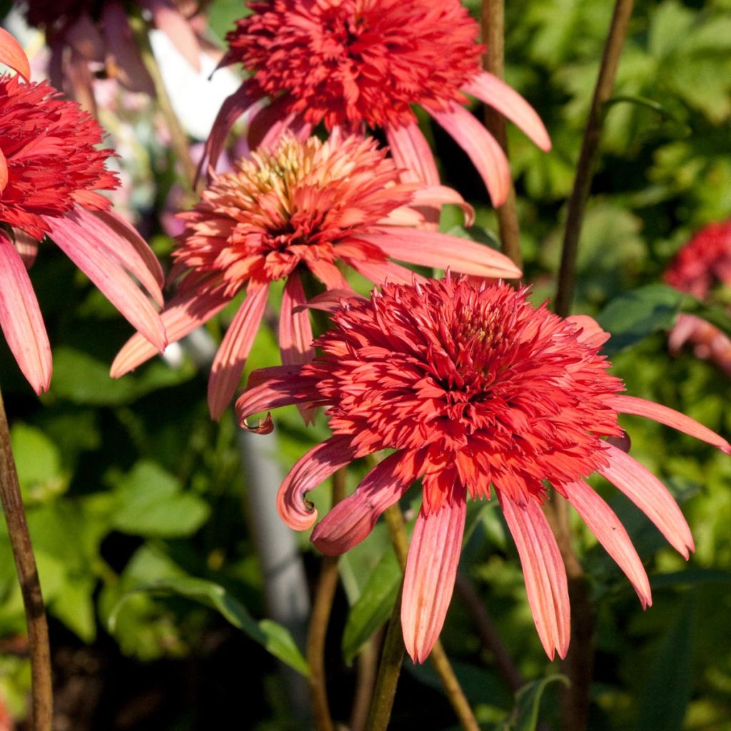 Echinacea purpurea Secret Passion - Purple Coneflower