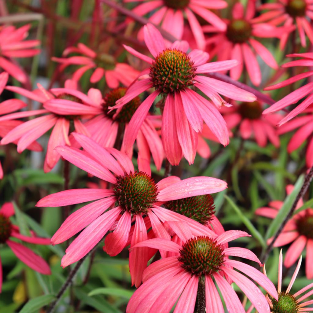 Echinacea SunSeekers Orange - Purple Coneflower