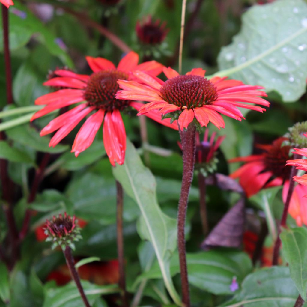 Echinacea SunSeekers Orange - Purple Coneflower