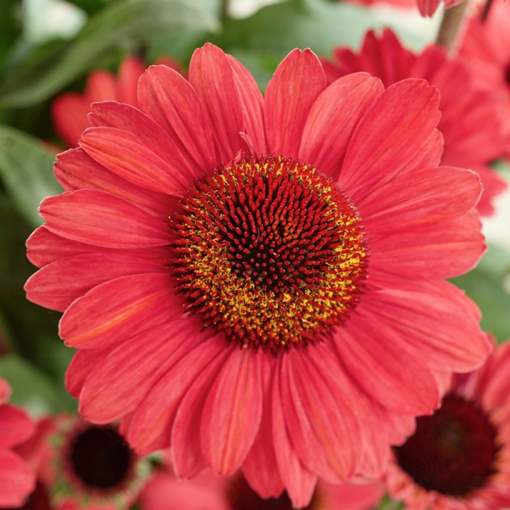 Echinacea purpurea SunSeekers Red - Purple coneflower