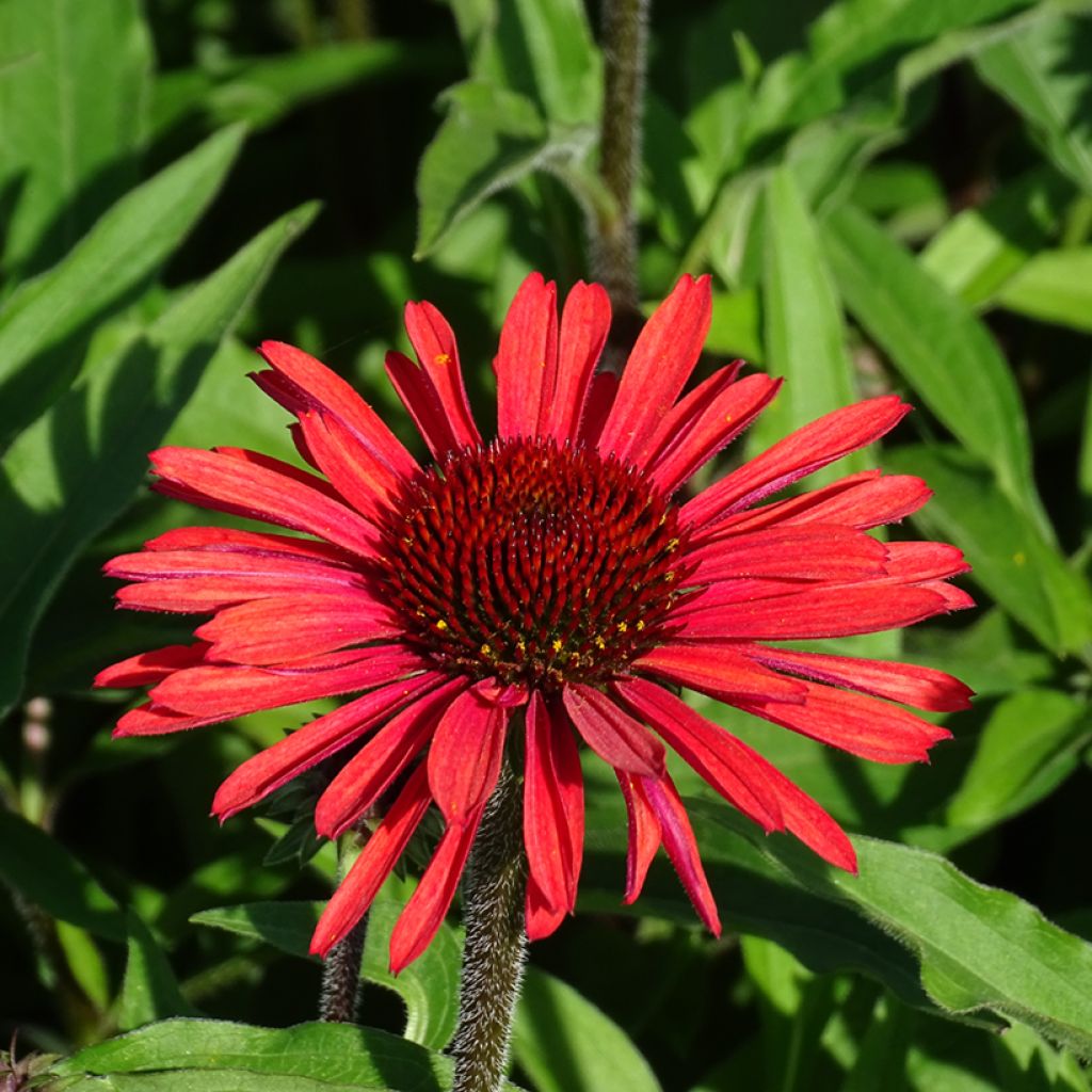 Echinacea SunSeekers Orange - Purple Coneflower