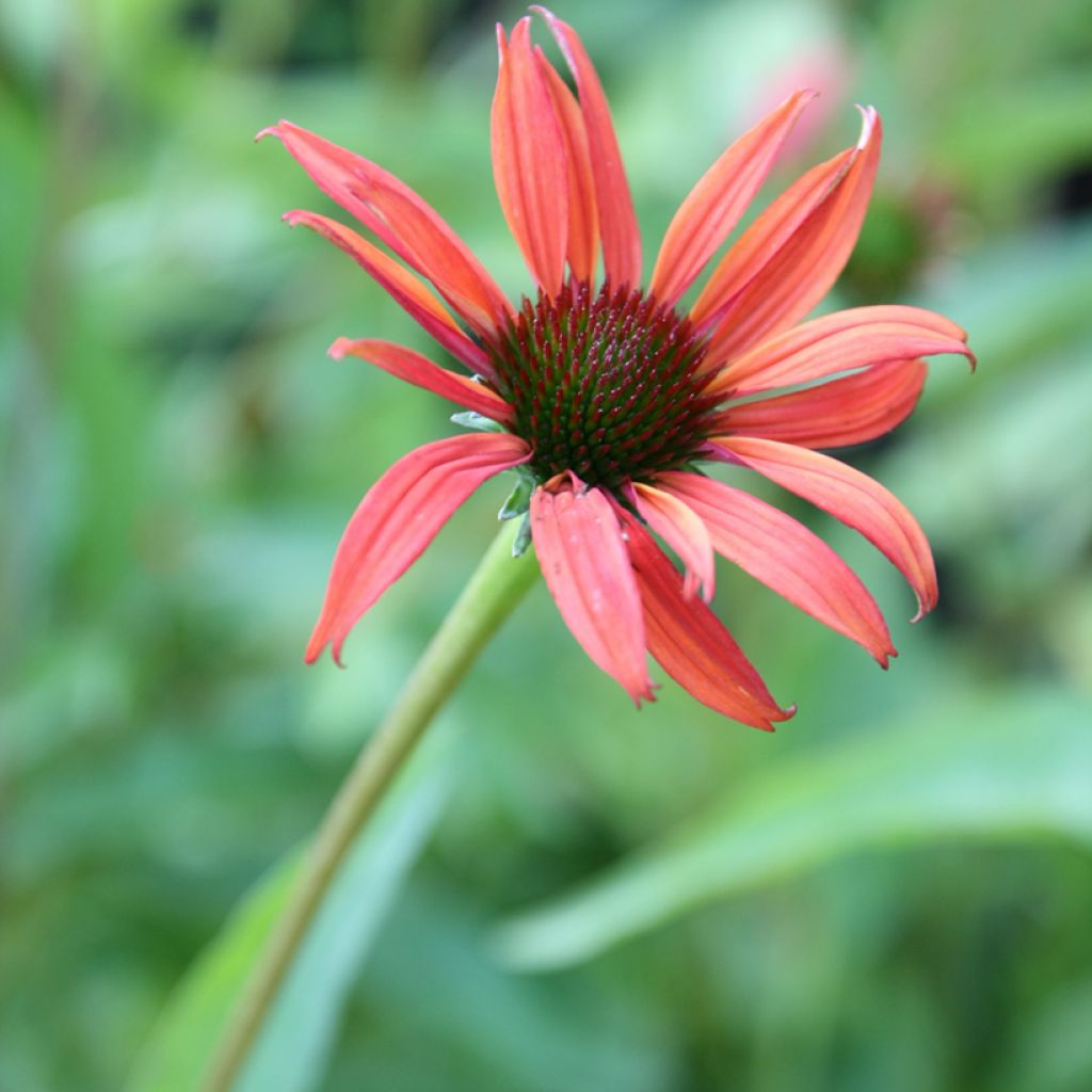 Echinacea Tomato Soup - Purple Coneflower