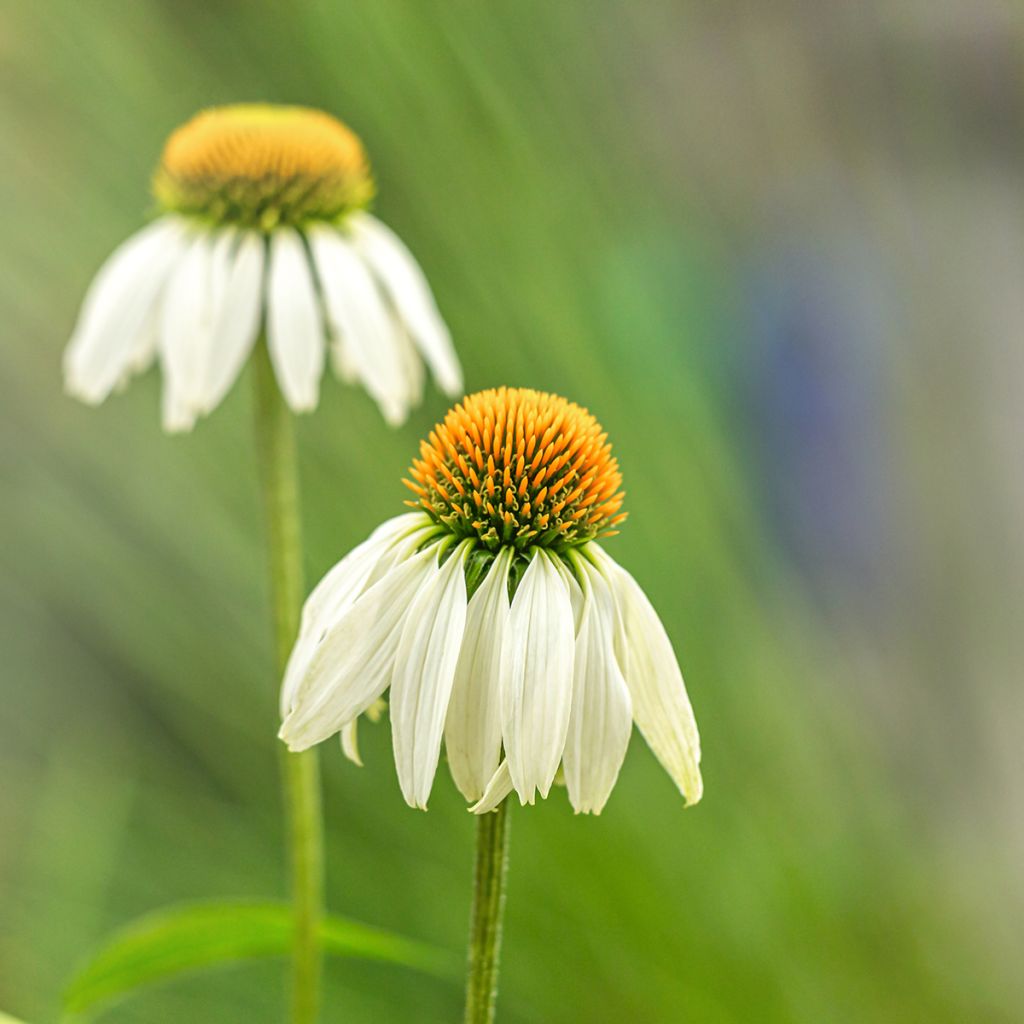 Echinacea purpurea 'Alba'