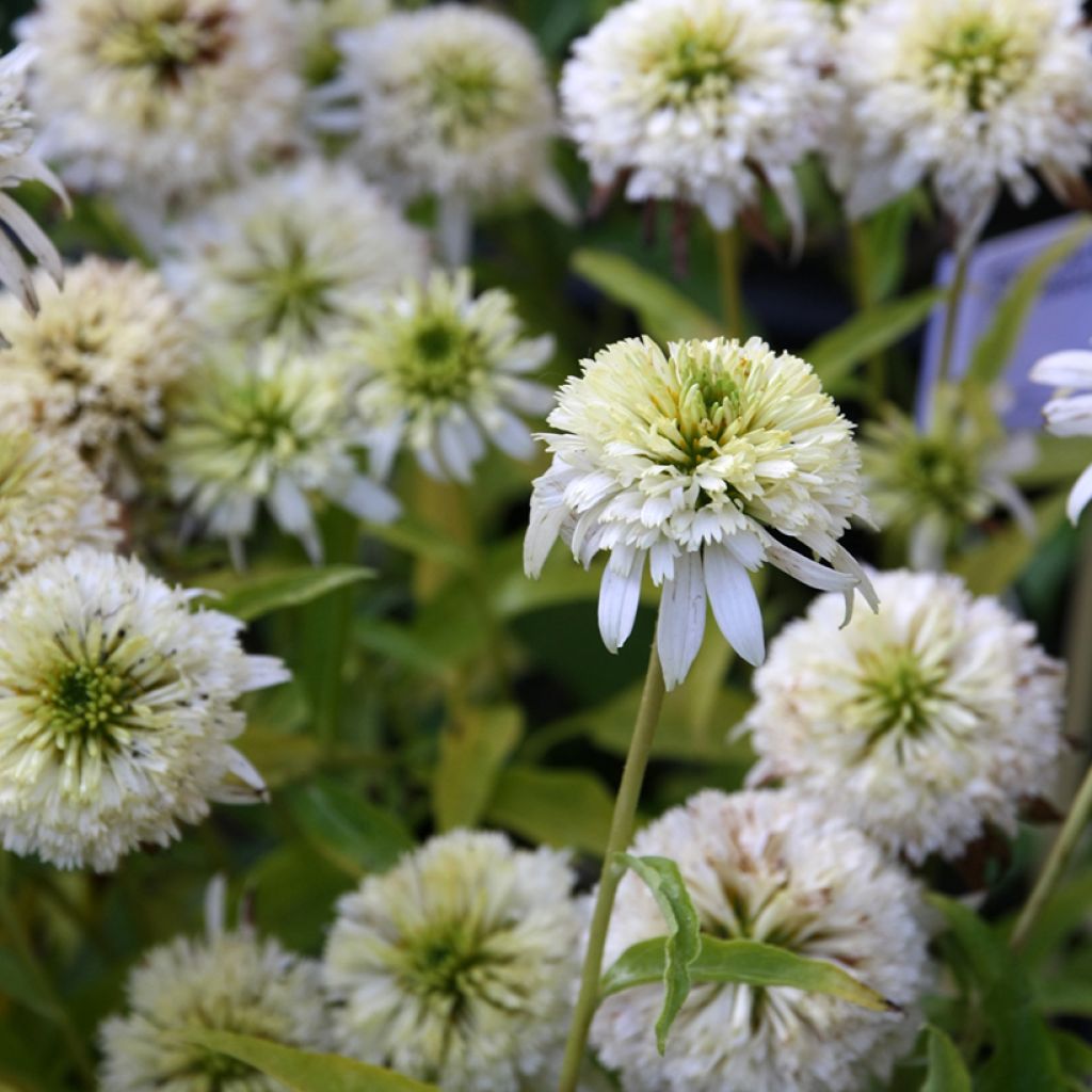 Echinacea purpurea Meringue - Purple Coneflower