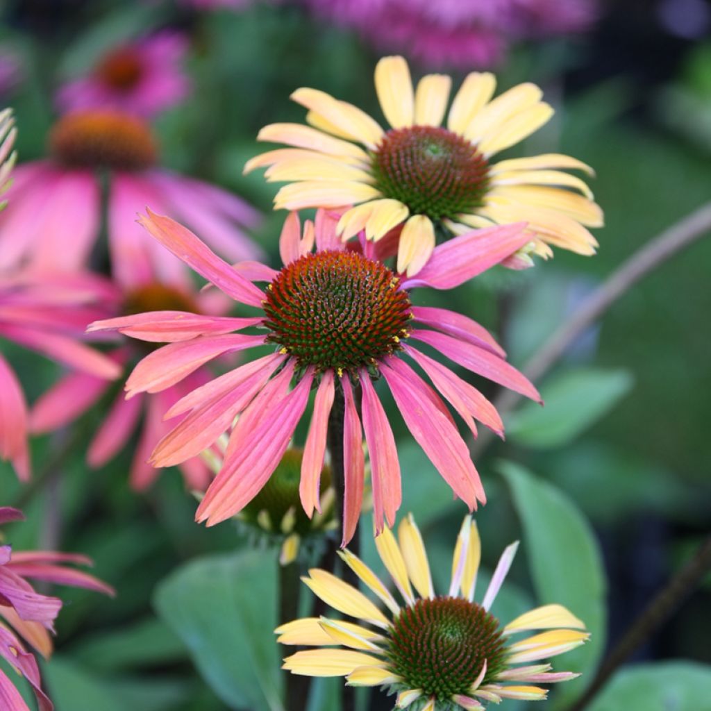 Echinacea Summer Cocktail - Purple Coneflower