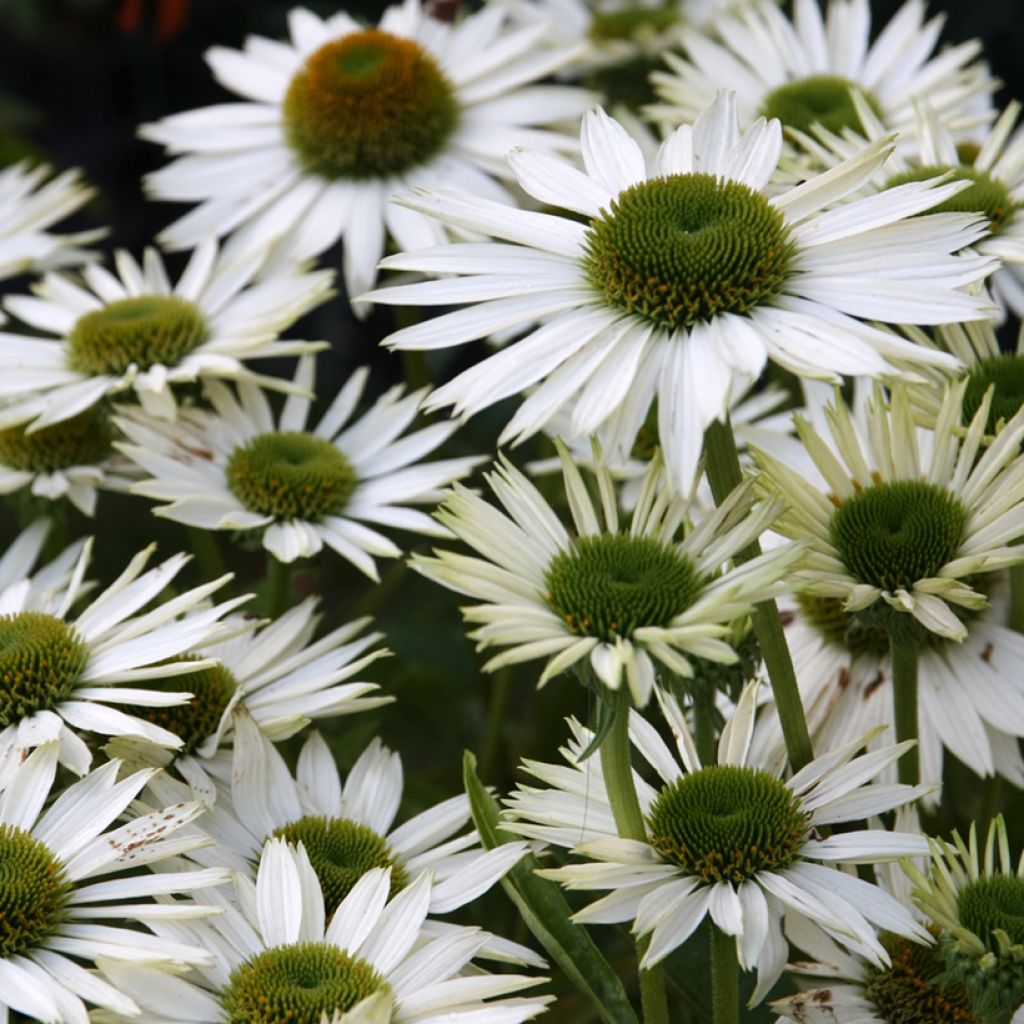 Echinacea purpurea Virgin - Purple Coneflower