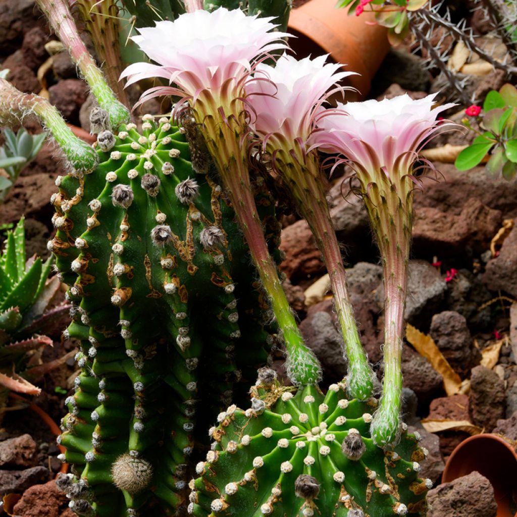 Echinopsis multiplex - Easter lily cactus