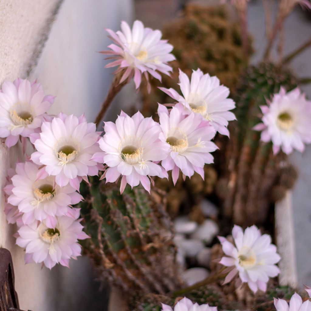 Echinopsis multiplex - Easter lily cactus