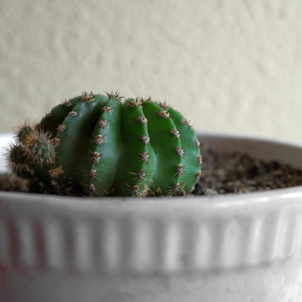 Echinopsis multiplex - Easter lily cactus