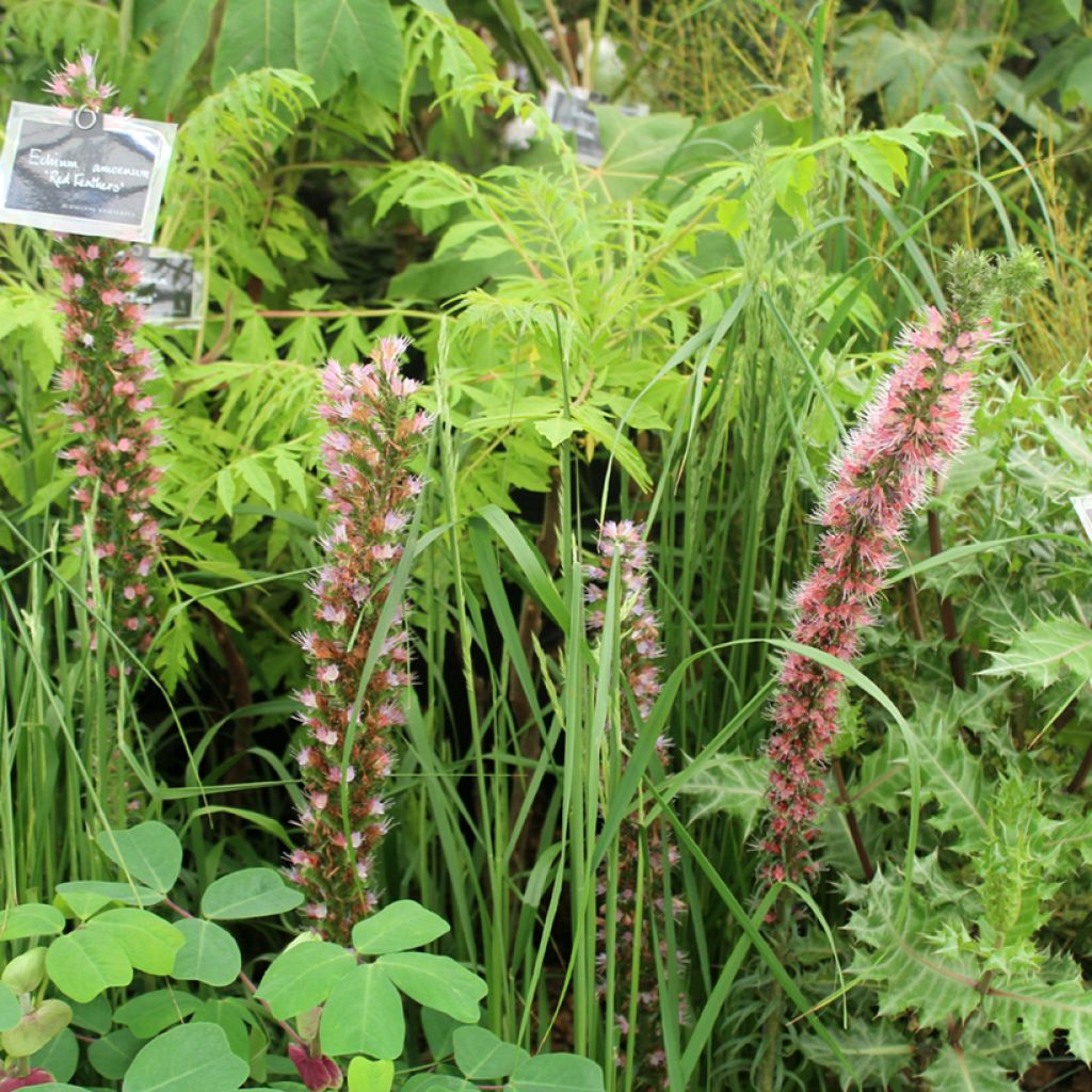 Echium amoenum Red Feathers