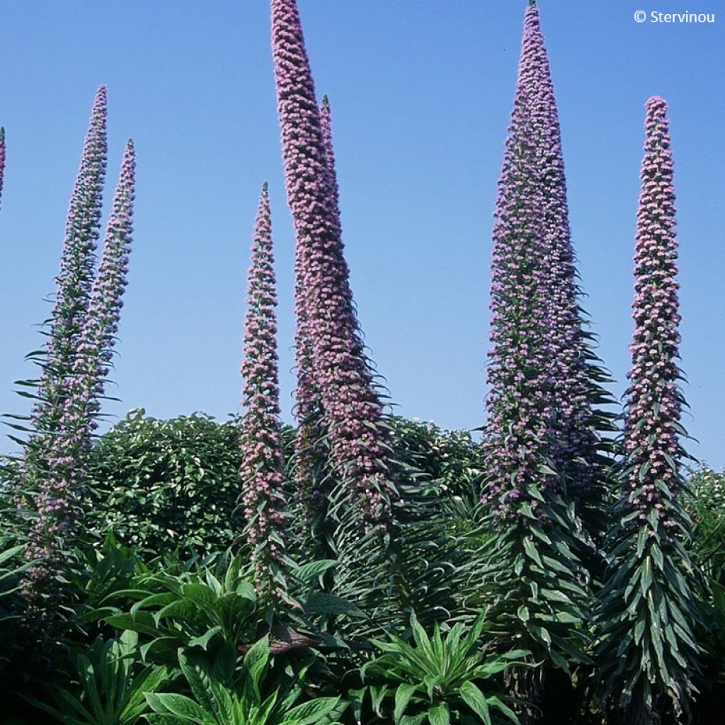 Echium pininana - Tree echium