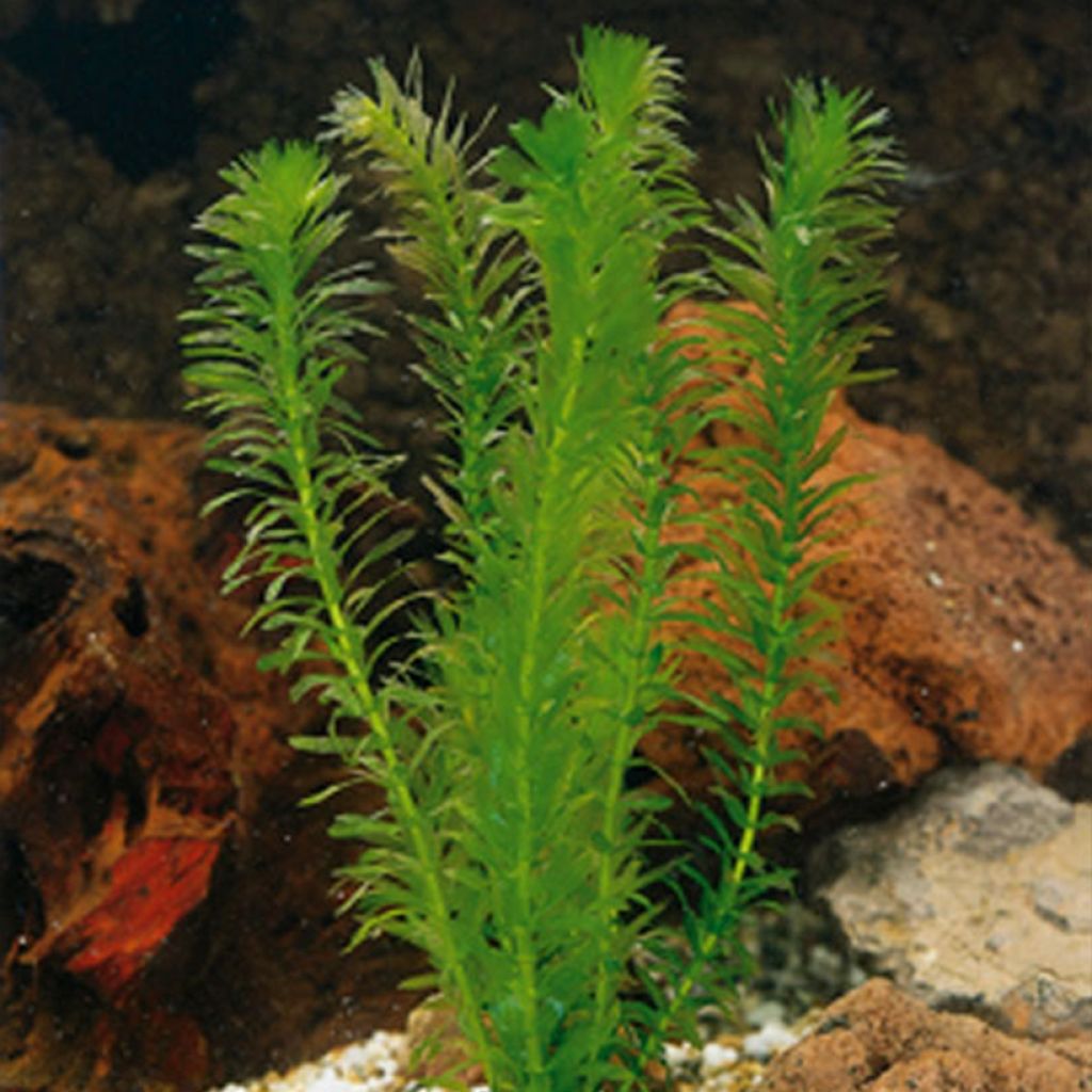 Elodea densa - Brazilian pondweed